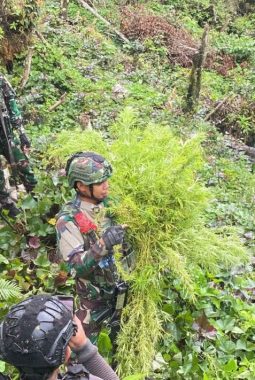 Jenderal Lucky Avianto Turun Gunung Hancurkan Ladang Ganja Di Pedalaman Rimba, Paska ‘Dilegalkan’ OPM Papua